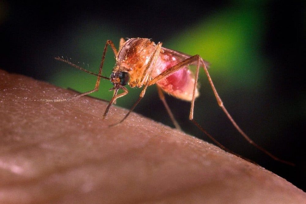 CITY OF UNIVERSITY PARK:  Mosquito Fogging Efforts – Summer 2021