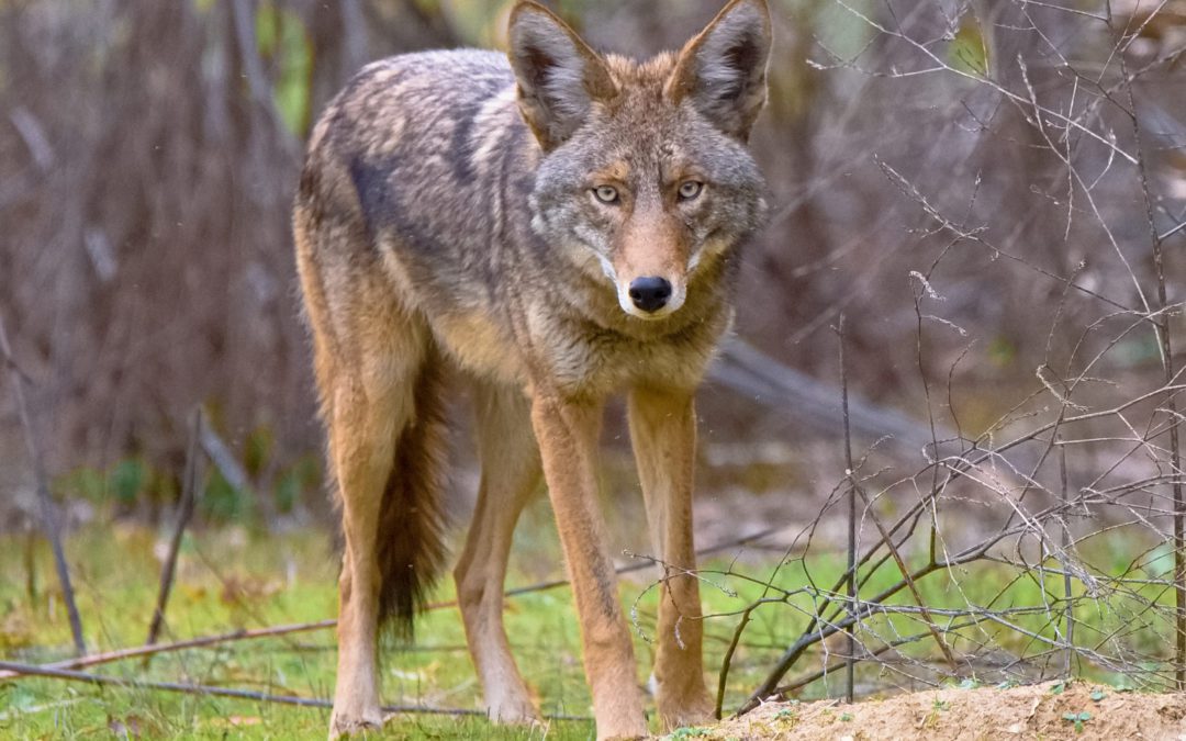 Coyote Attacks Woman’s Dog, Animal Services Lists Safety Precautions