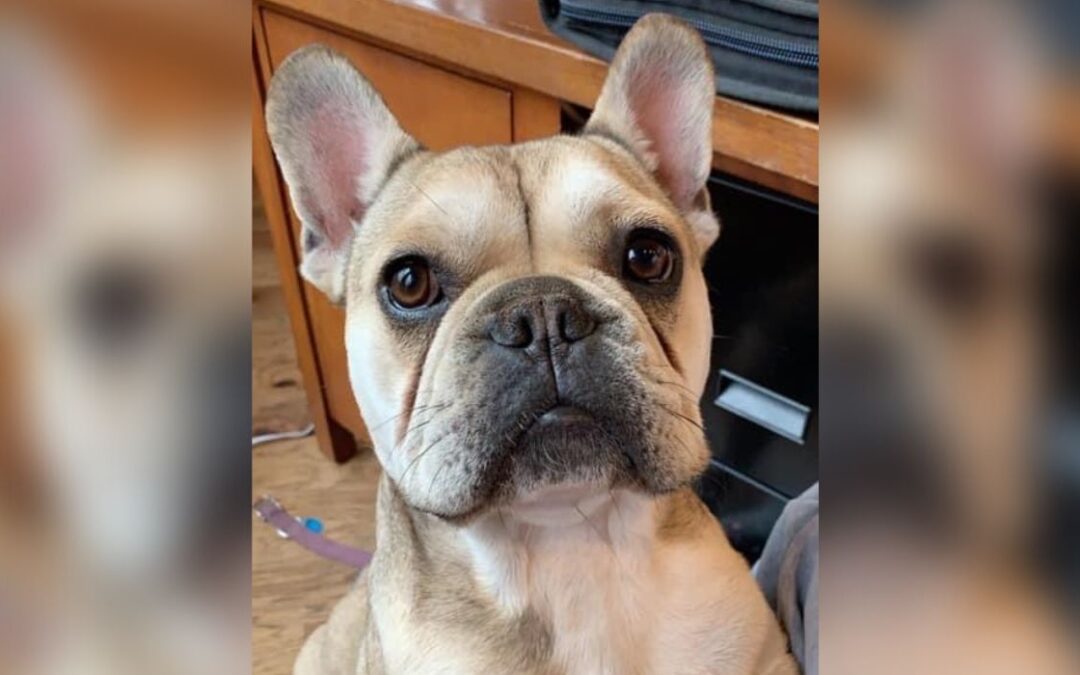 French Bulldog Becomes Top U.S. Breed