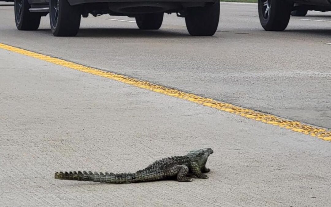 ‘Alligator’ Sighting on George Bush Tollway