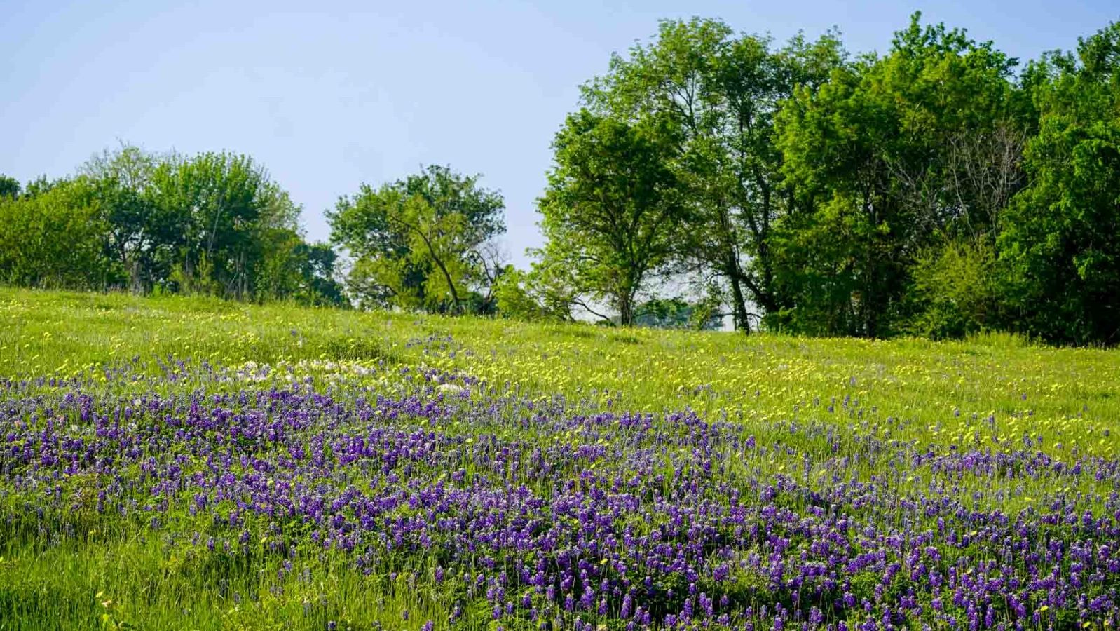 Wildflowers on the ranch.