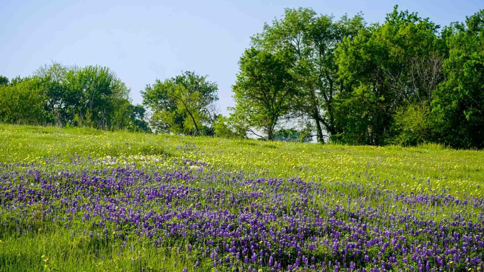 Wildflowers on the ranch. 