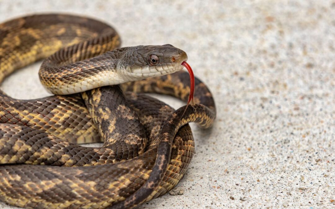 Snake Crawls on Man in Greenville