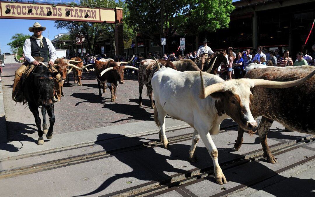 Cowtown’s Afternoon Cattle Drive on Pause