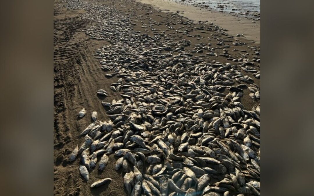 Thousands of Fish Wash Onto Gulf Shore