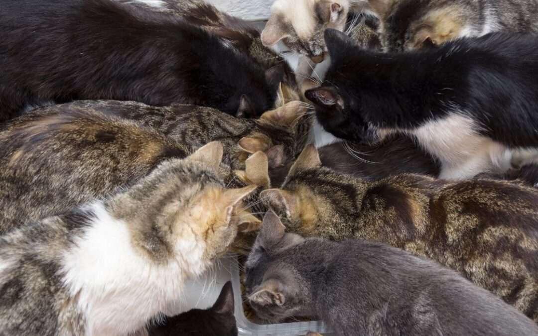 60 Cats Temporarily Close Local Shelter