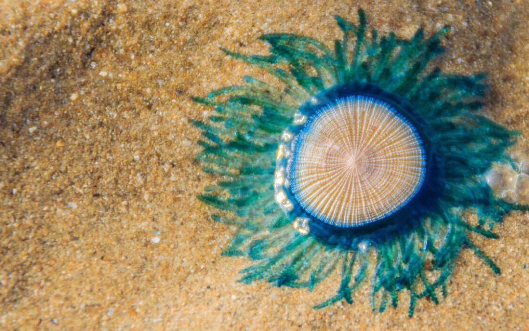 Warning Issued Over Blue Critters on Coast