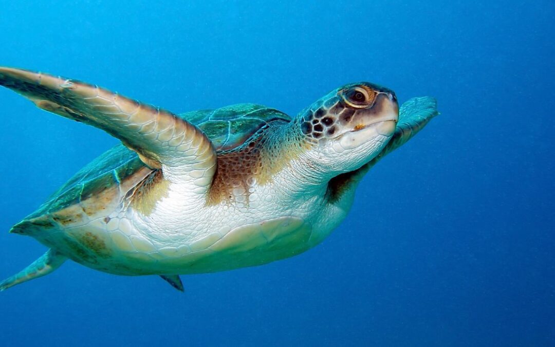 Rare Sea Turtle Spotted on Texas Beach