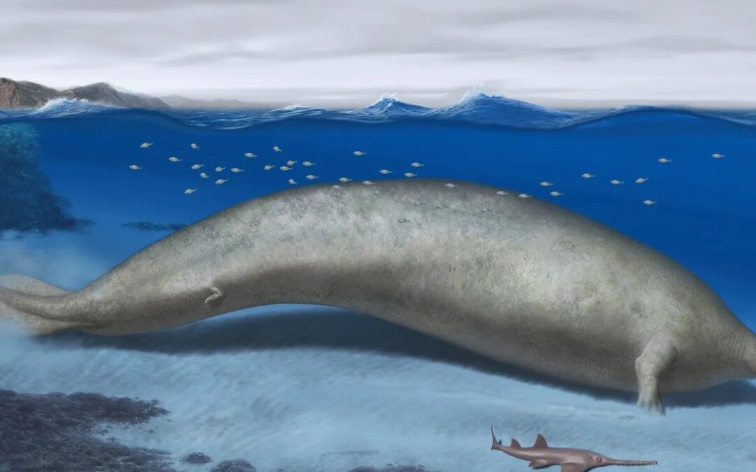 Fossils Suggest ‘Heaviest’ Creature on Earth
