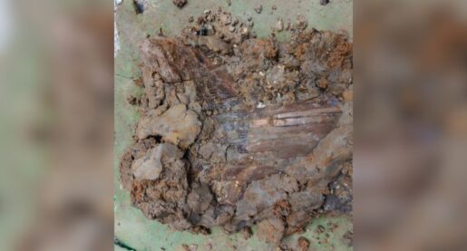 Family Finds ‘Monster’ Tooth While on Vacation