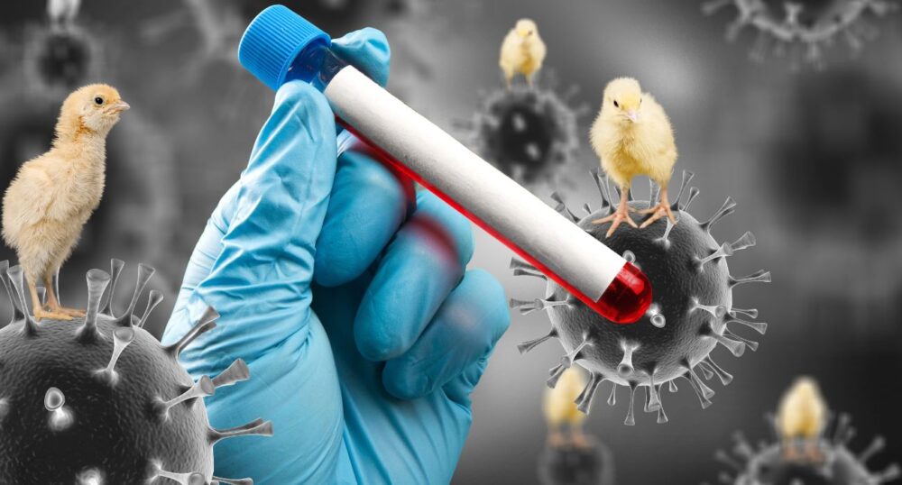 Bird Flu Can Stay Active on Hard Surfaces for Hours, Study Says