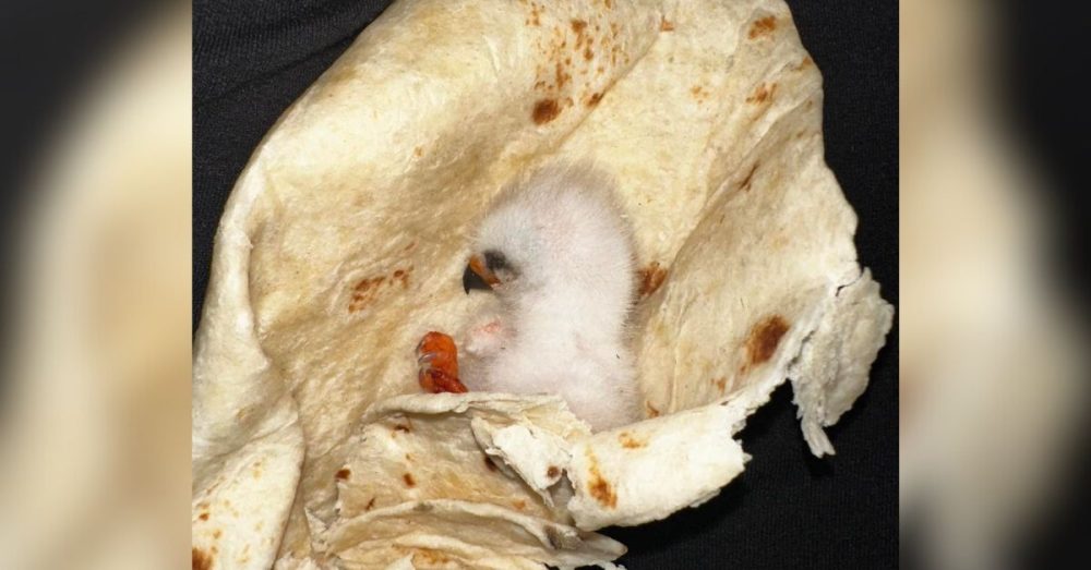 TX Family Saves Baby Bird With Tortilla