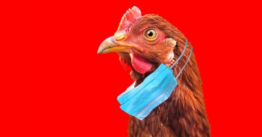 Officials Map Prevalence of Bird Flu