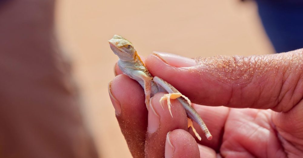 Reclassification Of TX Lizard Could Prompt Paxton-Biden Legal Showdown