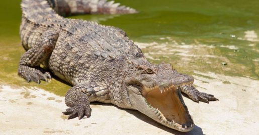 Alligator Hunting Season Kicks Off In Texas