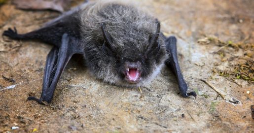 Rabies Alert: Bat in Plano Tests Positive