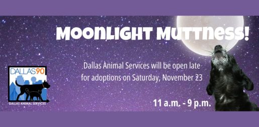 Free Adoptions at ‘Moonlight Muttness’ Event on Saturday