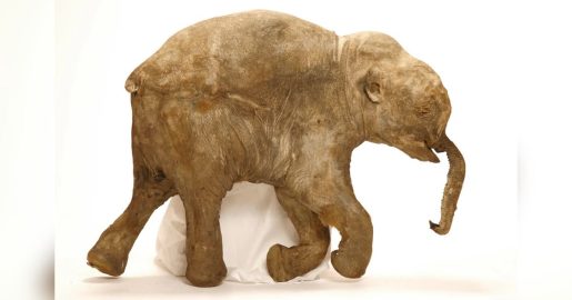 50,000-Year-Old Baby Mammoth Found in Siberia, Offering Insights Into the Ice Age