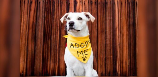 Dallas Animal Services Offers Free Adoptions