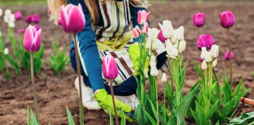 It’s Not War Of The Roses, But Fort Worth’s Feud With Garden Club Over Botanic Garden Comes Close