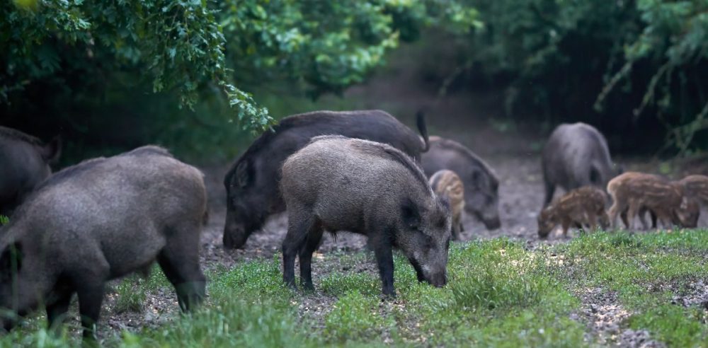 Feral Hogs Plague Irving Neighborhood